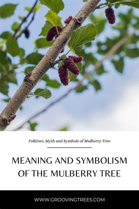 mulberry tree symbolism china